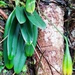 Bulbophyllum longiflorum Fruit