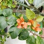 Bougainvillea × buttiana Flor