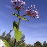 Fedia graciliflora Floare