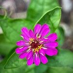 Zinnia haageana Flower