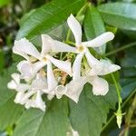 Trachelospermum jasminoides 花