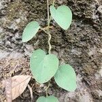 Cissampelos pareira Leaf