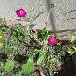 Lychnis coronata 花