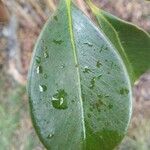 Psidium cattleianum List