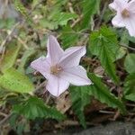 Convolvulus farinosus Květ