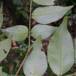 Inga gracilifolia Leaf