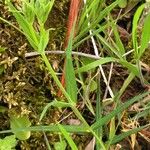 Stellaria holostea Leaf