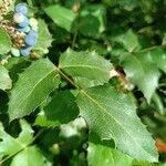 Mahonia aquifolium Lehti