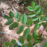 Sorbus scopulina Leaf