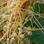 Cuscuta campestris Агульны выгляд