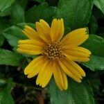 Sphagneticola trilobata Flower