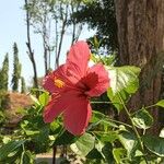 Hibiscus rosa-sinensisപുഷ്പം