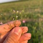 Gypsophila muralis Fula