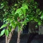 Plinia cauliflora Облик