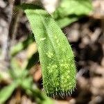Silene gallica Blatt