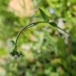 Linaria micrantha Habit