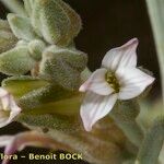 Parolinia ornata Квітка