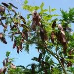 Anadenanthera colubrina Fruit