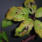 Rubus questieri Blad