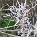 Scolymus maculatus Çiçek