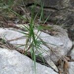 Brachypodium retusum Φύλλο