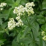 Galium rubioides Листок