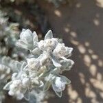 Achillea maritima Anders