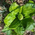 Symplocarpus foetidus Leaf