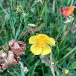 Potentilla pyrenaica Flower