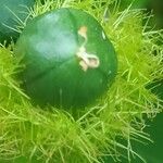 Passiflora foetida Fruit