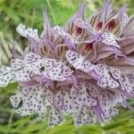 Neotinea tridentata Цветок
