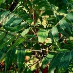 Rhus glabra Hoja