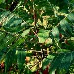 Rhus glabra Blad