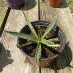 Agave toumeyana Yaprak