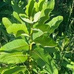 Asclepias speciosa Leaf