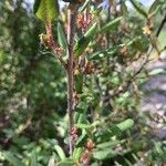 Shepherdia canadensis Kora