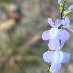 Nuttallanthus canadensis Flower