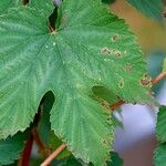 Humulus lupulus पत्ता