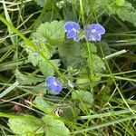 Veronica chamaedrys Leaf