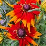 Rudbeckia hirta Flower