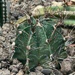 Astrophytum capricorne 葉