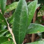 Brunfelsia americana Levél