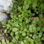 Sedum fragrans Elinympäristö