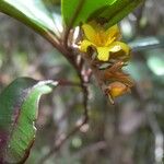 Hibbertia patula Fiore