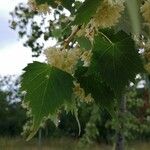 Tilia mongolica 葉