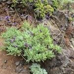 Lavandula canariensis عادت داشتن