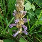 Phelipanche purpurea Fleur