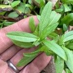 Myosotis laxa Leaf