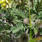 Oxytropis pilosa Blatt