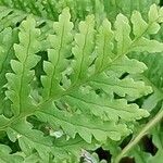 Polypodium interjectum ഇല